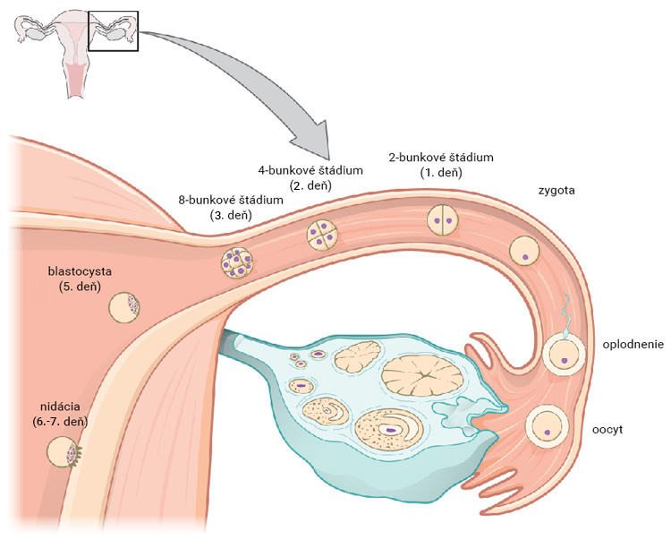 Oplodnenie vajíčka a skorá embryogenéza