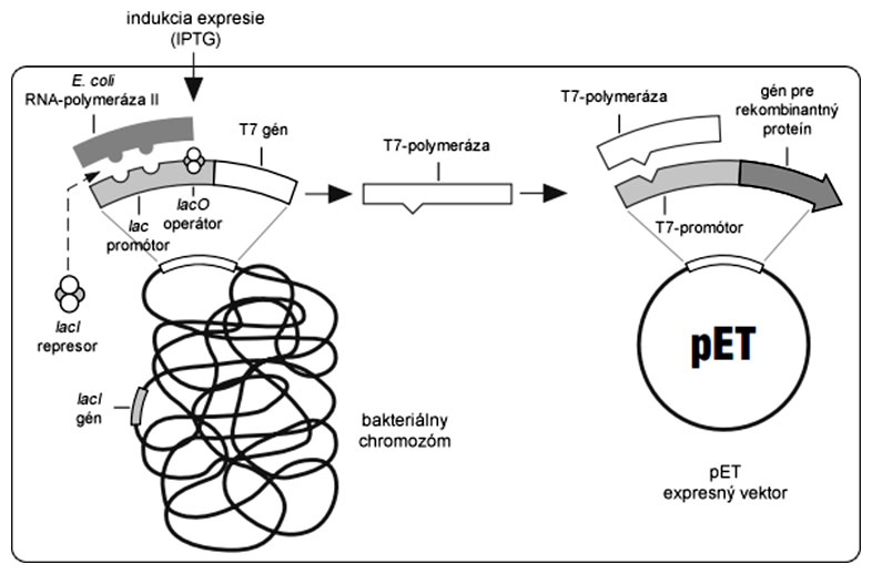 Schéma indukcie expresie rekombinantného proteínu v bakteriálnom expresnom systéme pET
