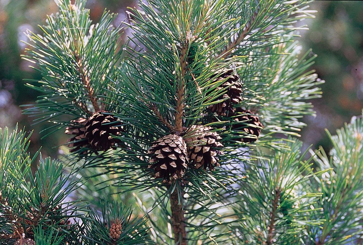 Borovica lesná - zástupca borovicorastov (ihličnany)