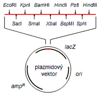 Zloženie plazmidového vektora a detail polylinkera