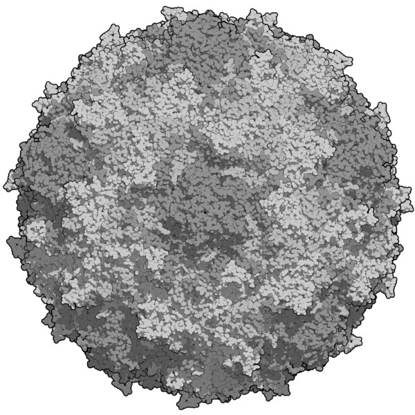 Schéma viriónu poliovirusu