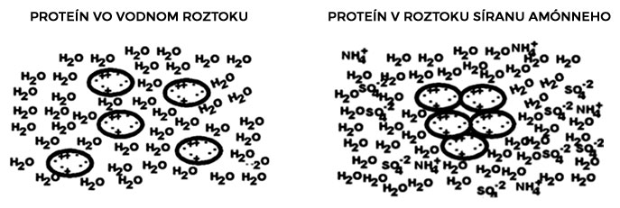 Proteín vo vodnom roztoku a v roztoku síranu amónneho
