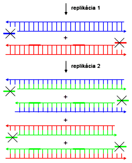 Problém replikácie lineárnych molekúl DNA
