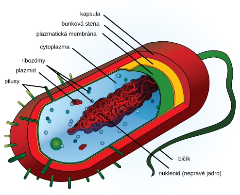 Stavba typickej prokaryotickej bunky