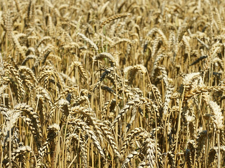 Pšenica letná (Triticum aestivum)