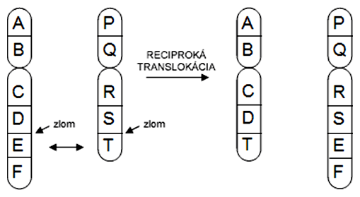 Schéma reciprokej translokácie