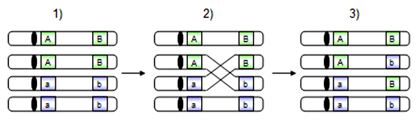 Schéma vzniku homologického crossing-overu