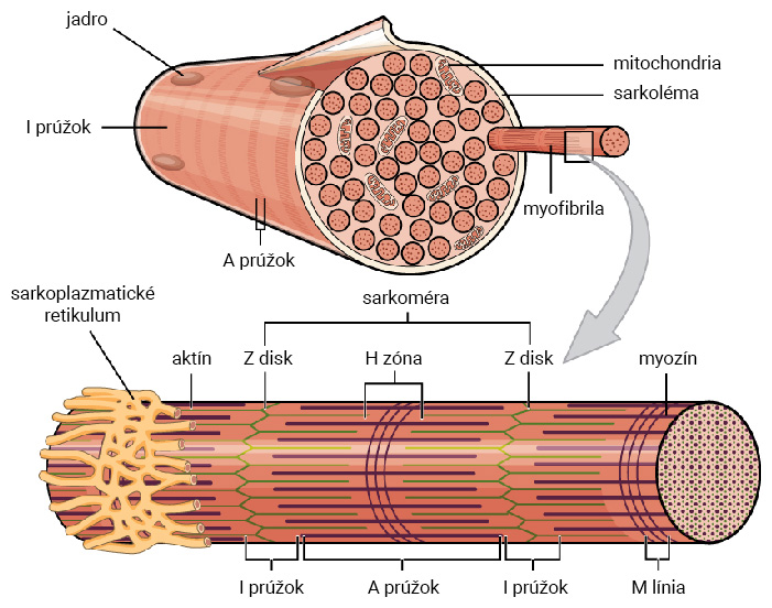 Štruktúra svalového vlákna a detail sarkoméry