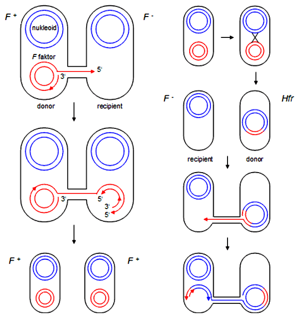 Schéma konjugácie bakteriálnych kmeňov F+ x F- a Hfr x F-