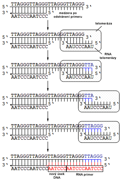 Schéma účinku telomerázy na replikáciu lineárnych koncov molekúl DNA
