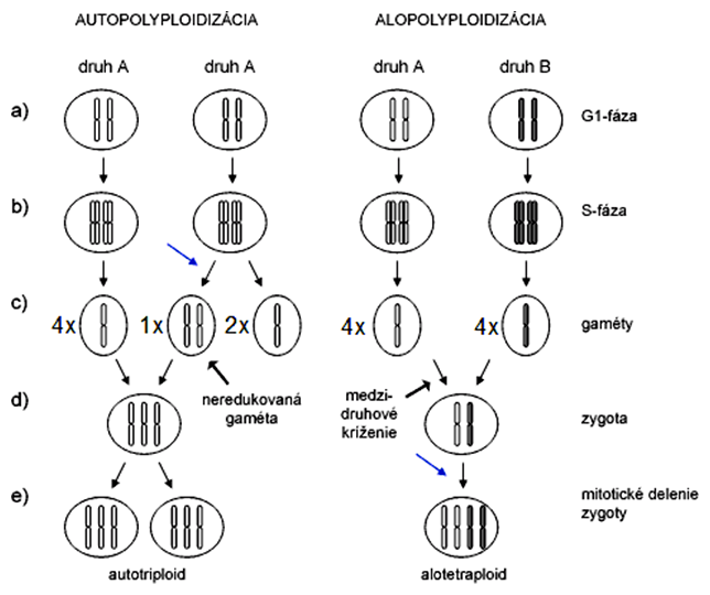 Schéma vzniku autotriploida a alotetraploida