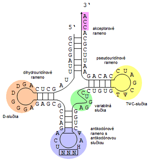 Sekundárna štruktúra tRNA