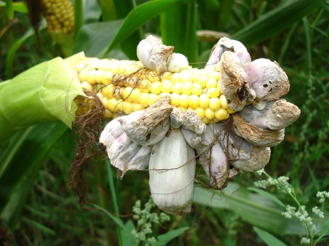 Sneť kukuricová