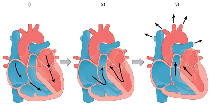 Srdcový cyklus