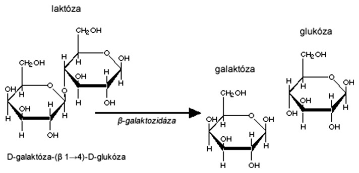 Štiepenie laktózy enzýmom beta-galaktozidázou