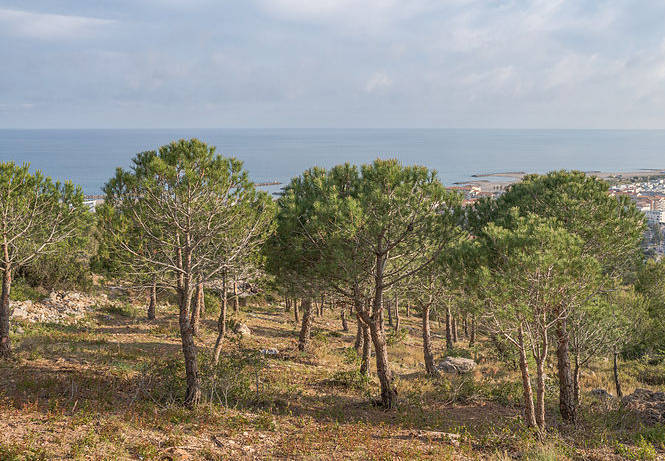 Stredozemný tvrdolistý les