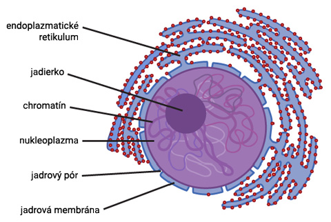 Štruktúra bunkového jadra