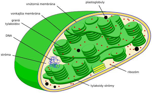 Štruktúra chloroplastu
