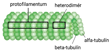 Štruktúra mikrotubulu