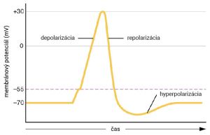 Vznik akčného potenciálu