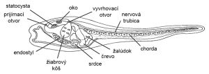 Schéma anatómie larvy ascídie