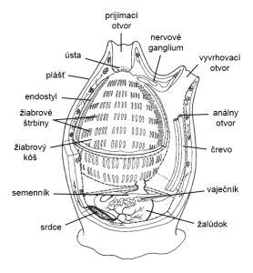 Schéma anatómie dospelej ascídie