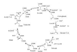 Schéma Krebsovho cyklu