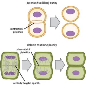 Delenie živočíšnej a rastlinnej bunky