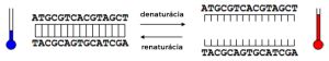 Priebeh denaturácie a renaturácie dvojvláknovej DNA