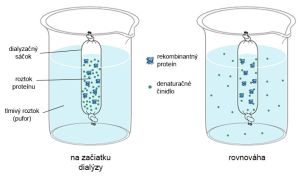 Schéma priebehu dialýzy rekombinantného proteínu