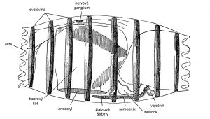 Schéma anatómie Doliolum denticulatum