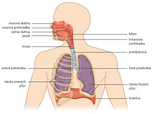 Stavba dýchacej sústavy