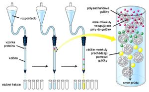 Princíp a priebeh gélovej filtrácie