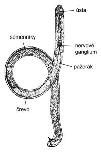 Dobové schematické zobrazenie háďatka repného (Encyclopædia Britannica, 11. vyd., 1911)