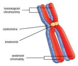 Homologické chromozómy