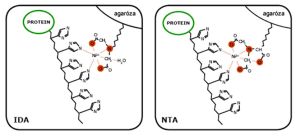 Schéma interakcie proteínu s matricou IDA alebo NTA