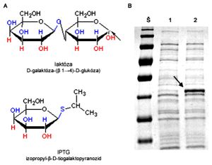 Štruktúrny vzorec laktózy a IPTG a SDS-PAGE celkového proteínového extraktu z buniek E. coli pred a po indukcii expresie rekombinantného proteínu pomocou IPTG