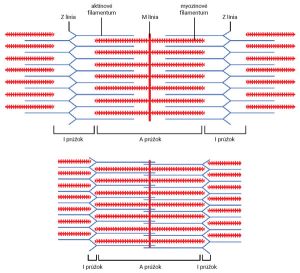 Sarkoméra v relaxovanom (hore) a kontrahovanom svalovom vlákne (dole)