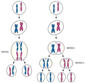 Porovnanie mitózy a meiózy