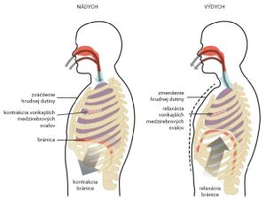 Schéma nádychu a výdychu