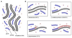 Zloženie reakčnej zmesi pre PCR a priebeh PCR