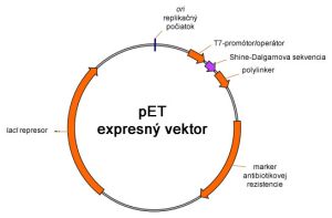 Všeobecná mapa pET vektorov