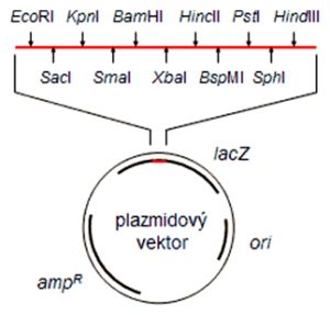 Zloženie plazmidového vektora a detail polylinkera