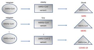 Pôvod a evolúcia patogénnych koronavírusov
