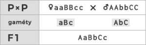 Schéma kríženia ♀ aaBBcc × ♂ AAbbCC