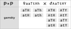 Schéma kríženia ♀ aaTtHh × ♂ AaTtHY