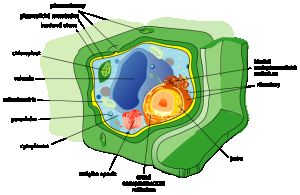 Schéma rastlinnej bunky