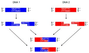 Vznik rekombinantnej molekuly DNA