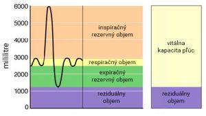 Respiračné objemy a kapacity