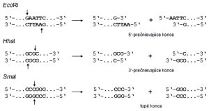 Štiepenie DNA restrikčnými endonukleázami